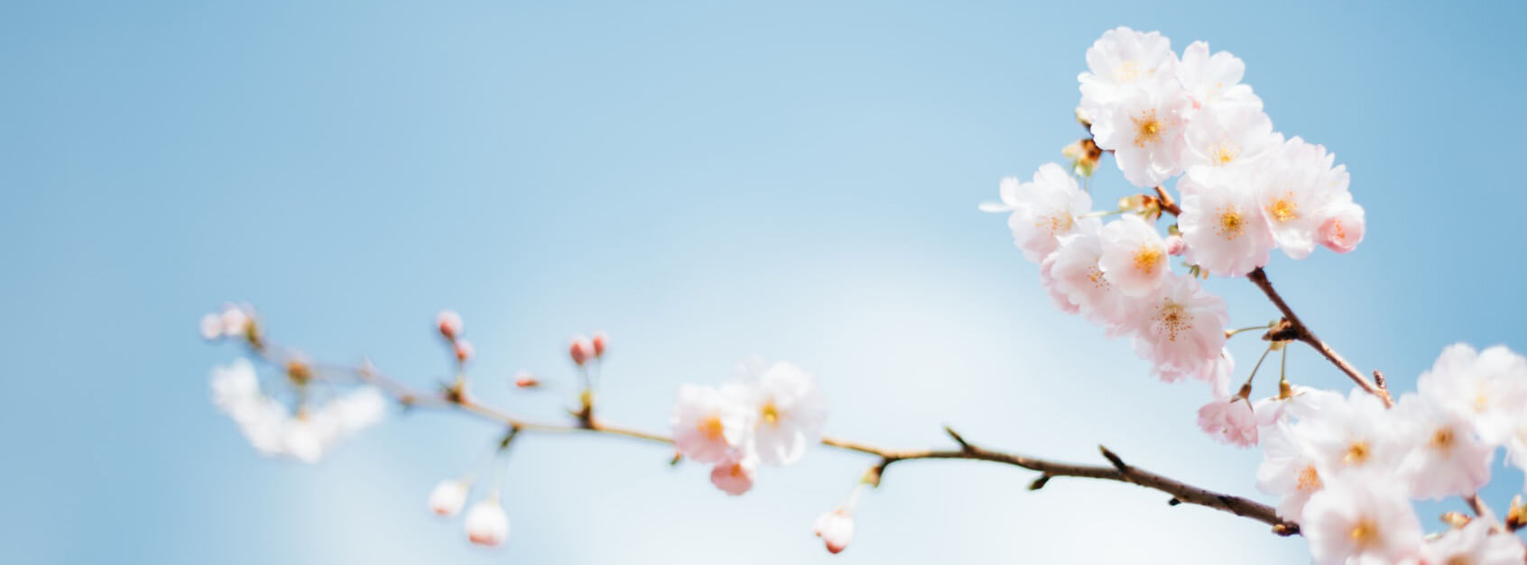 柔菡